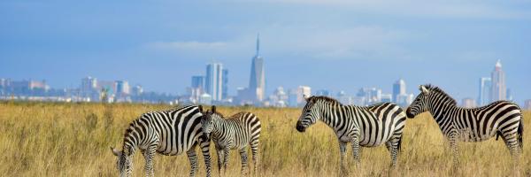 Nairobi zebras
