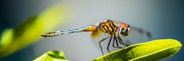 Dragonfly