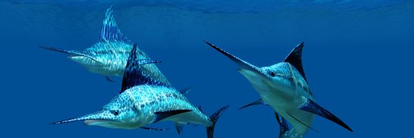 Blue marlin
