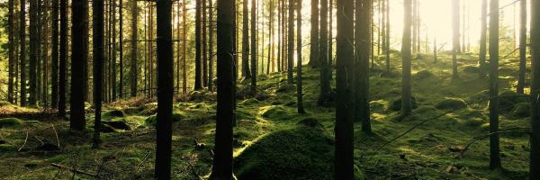 Green pine trees