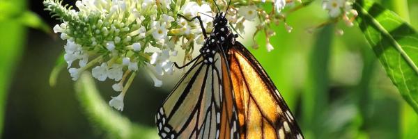 Monarch
