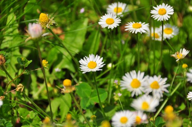 Flowers