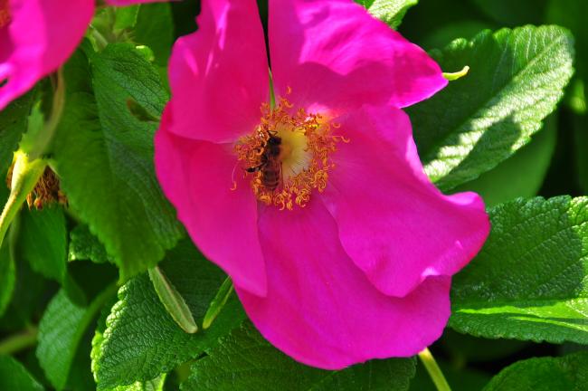 Bee on pink leaf