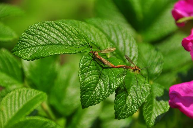 Copulating mosquito