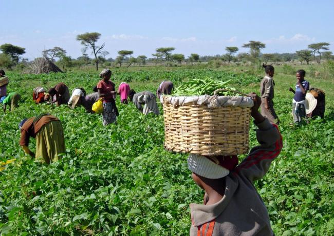 Food security increase in Africa