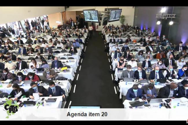 View of Plenary- Cites Standing Committee 74
