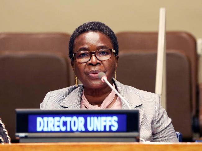 UNFFS Director 