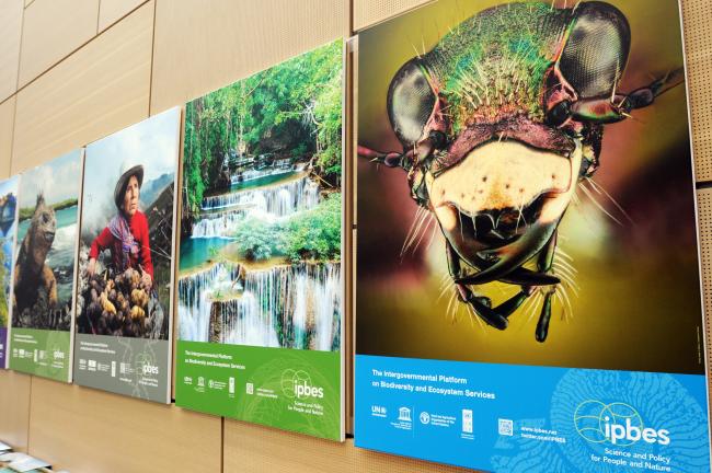 IPBES posters 