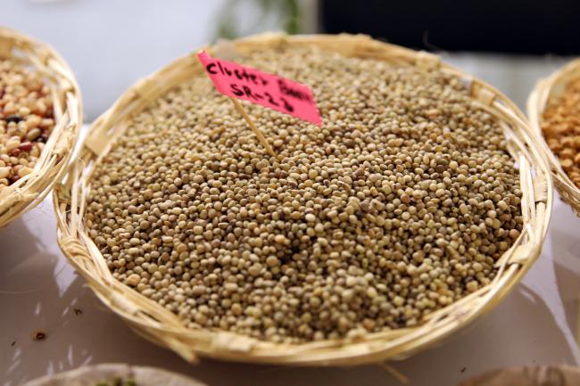 Seeds