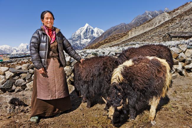 Nepali herder