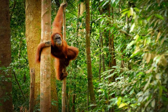 Orangutan in forest in Indonesia