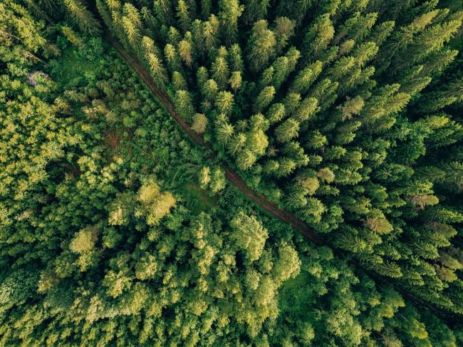 Aerial view of Finnish forest