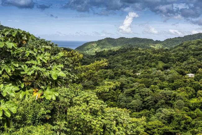 Forests in Grenada