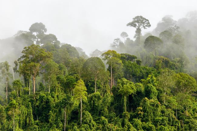 Rainforests in Borneo