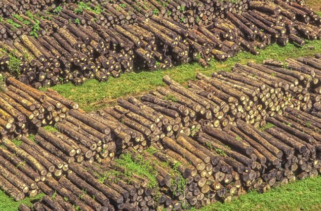 Logging of forests