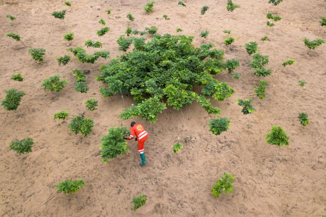 A man watering small trees