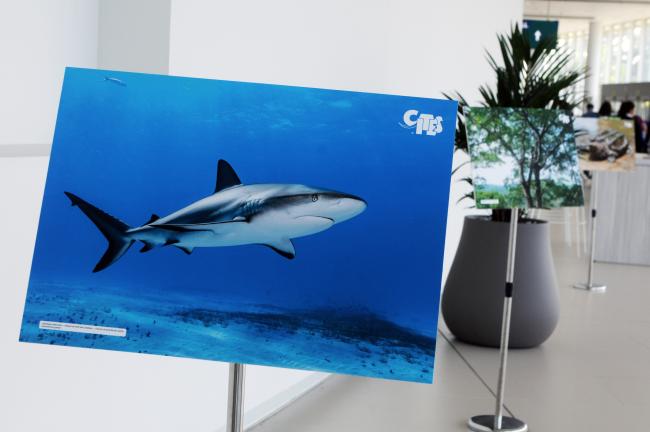 CITES photos displayed at the venue