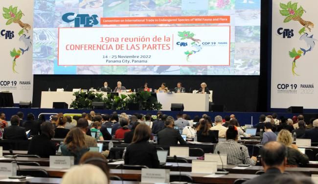 Committee I dais during Thursday's proceedings
