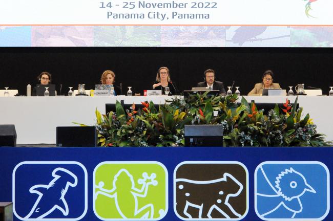 Rhedyn Ollerenshaw, Australia, Chair of Committee II, addresses participants