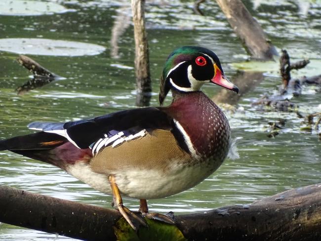 Wood duck 