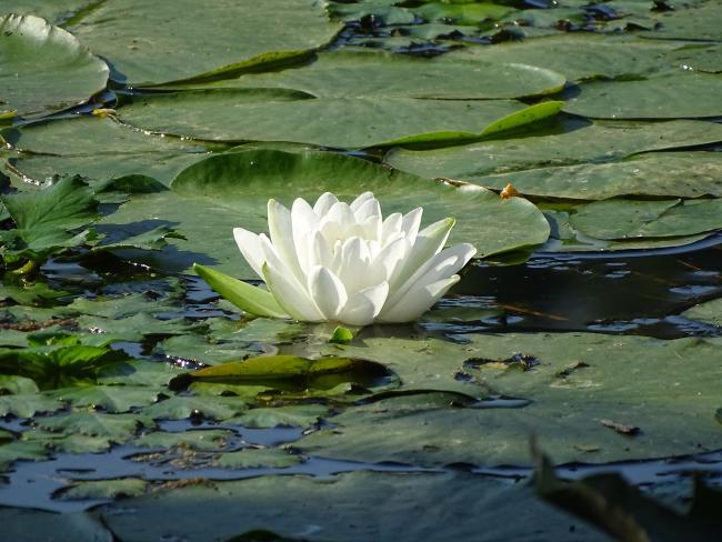 Wetland photo by Pam Chasek 