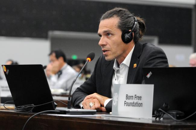 Gabriel Fava, Born Free Foundation