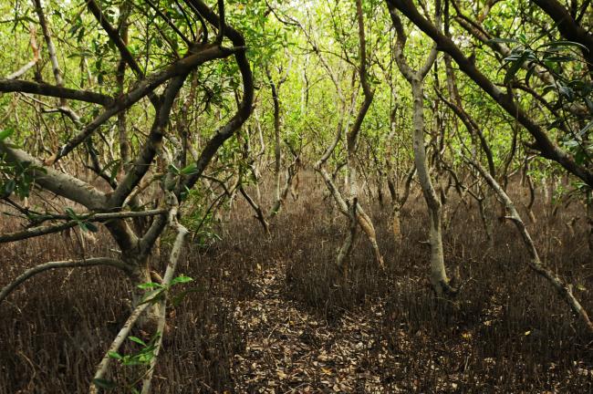 Mangrove restoration project