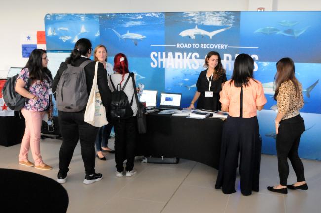 An informal event took place in the late afternoon about shark awareness