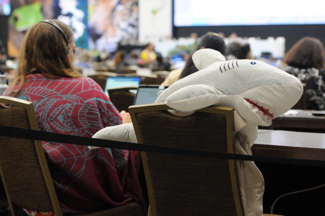 A shark follows the negotiations carefully
