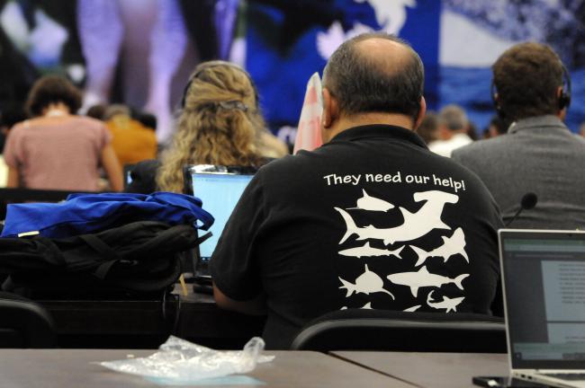 Shark shirt