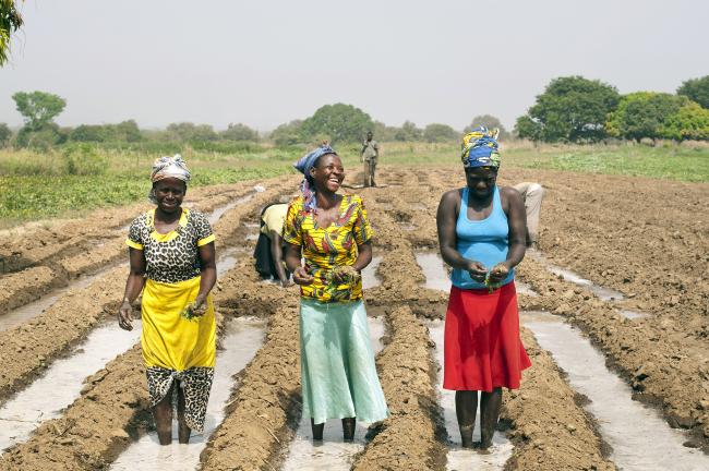 Women transplanting tomatoes at a farm