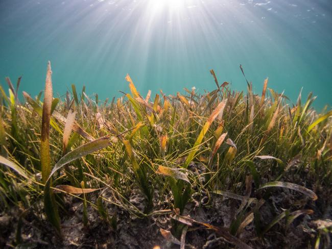 Marine conservation