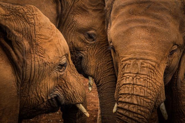Elephants