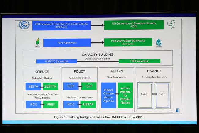A slide highlights how to build bridges between the UNFCCC and CBD