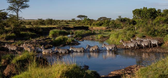 Zebras crossing river