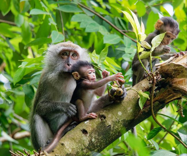 Monkeys