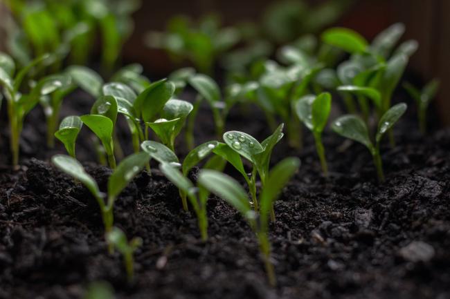 Plants