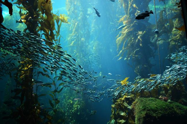 Kelp forest and fish