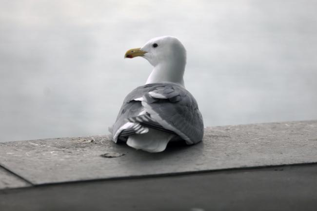 Bird