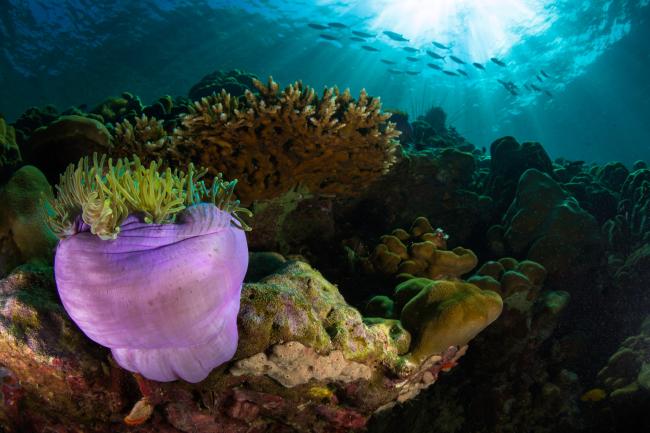 coral reef