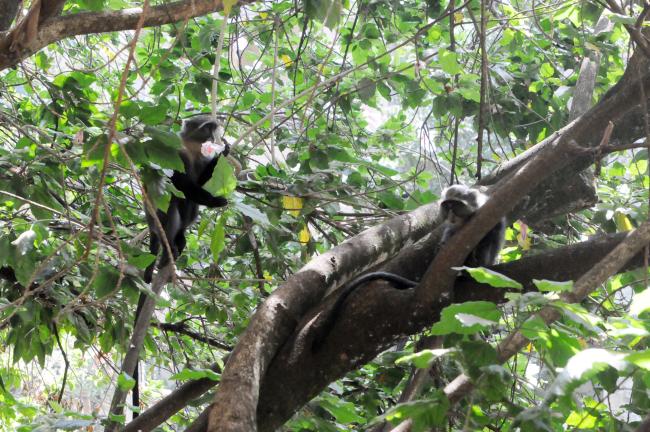 Little monkeys follow the negotiations while eating flowers