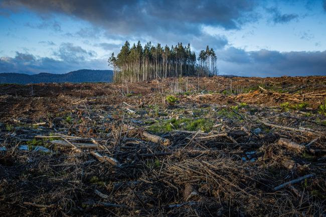 Deforestation | Photo by Matt Palmer