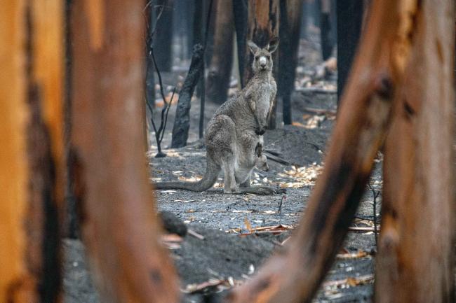 kangaroo