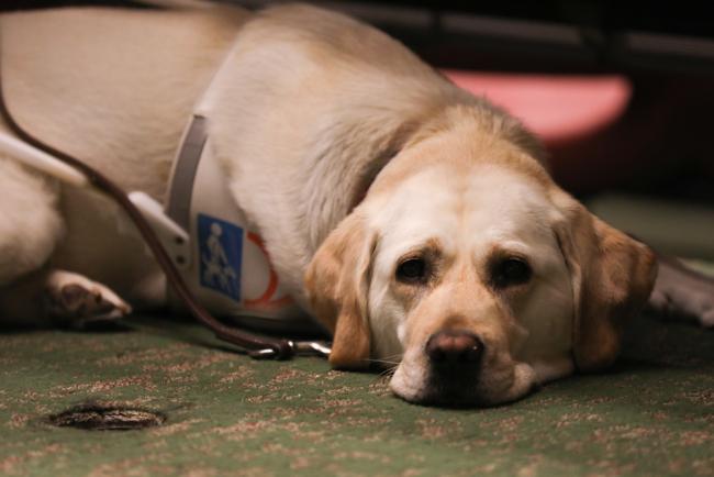 Service dog