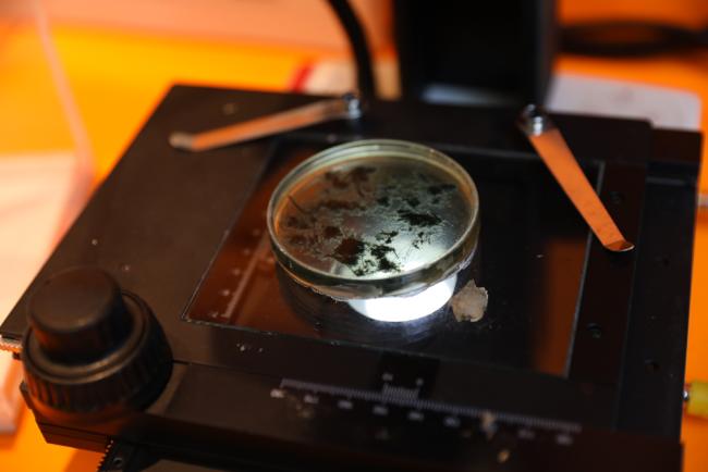 In an exhibition around the venue, asbestos fibres are put under a microscope
