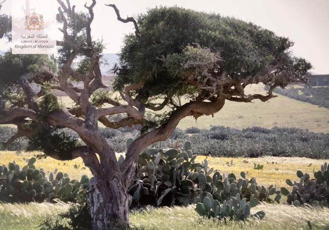 Argoon tree day.jpg