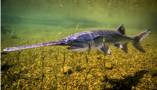 American Paddlefish, photo by the U.S. Fish and Wildlife Service