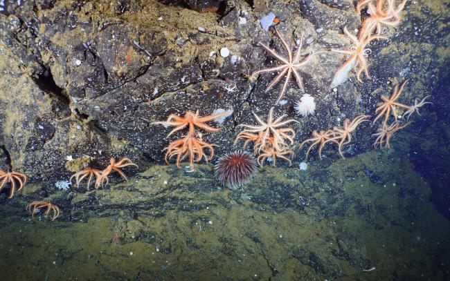 Brisingid sea stars, anemones, and sponge