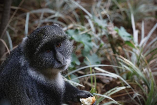 A monkey eating an orange outside the plenary room 