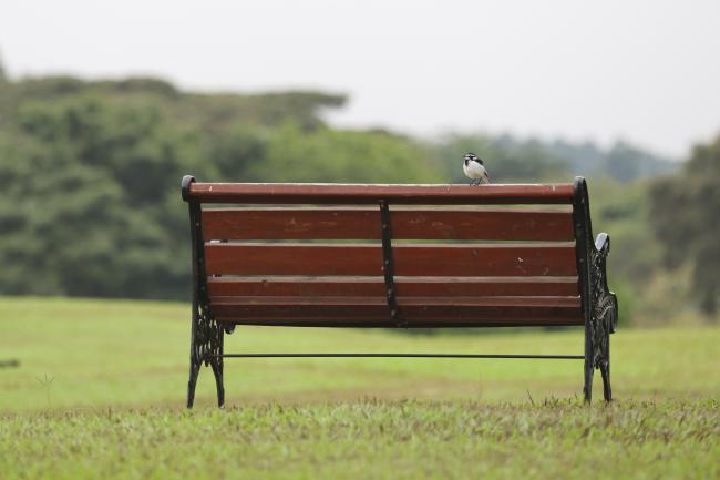 Bird on a bench 